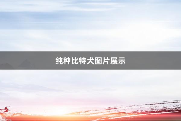 纯种比特犬图片展示
